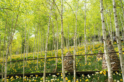 View of trees in forest