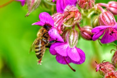 Macro shot of bee pollinating on pink flower