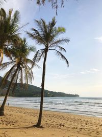 Palm trees on beach against sky