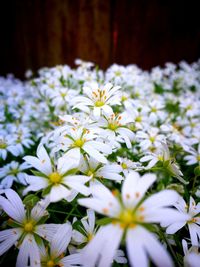 Close-up of white daisy flowers