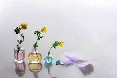 Close-up of flower vase against white background