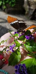 Close-up of butterfly pollinating on purple flower