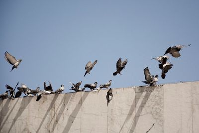 Low angle view of pigeons at retaining wall against clear blue sky
