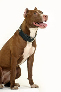 Dog looking away against white background