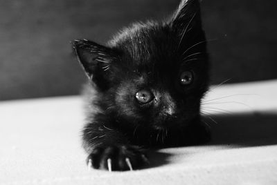 Close-up portrait of cat