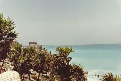 Palm trees on beach against sky