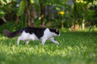 Cat on grass