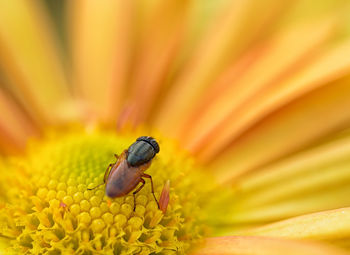 Close-up of insect on yellow flower