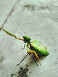 High angle view of insect