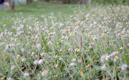 Flowers growing in field