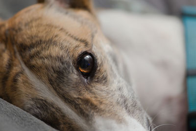 Pet greyhound super close up portrait. extreme detail in her brown eye as she lies down