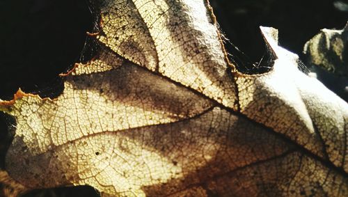 Close-up of a leaf