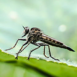 Close-up of fly on plant