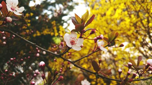 Close-up of flowers growing on tree