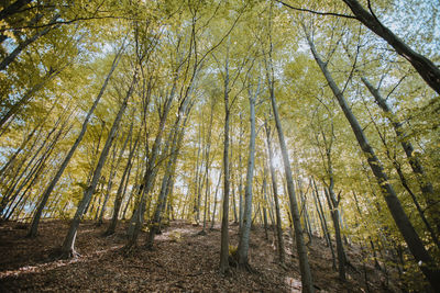 Low angle view of trees in forest