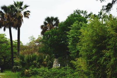 Low angle view of trees