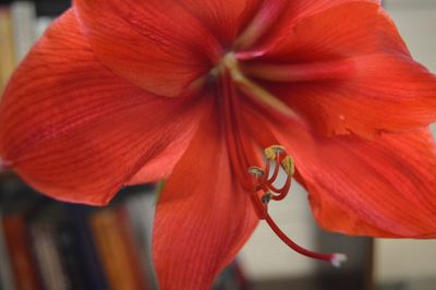 Close-up of red flower blooming outdoors