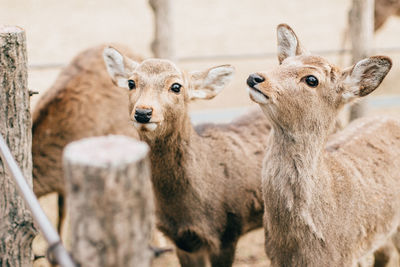 Deer on field by fence