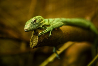 The emerald tree monitor, also known as the green tree monitor lizard 