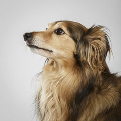 Close-up of brown dog looking away over white background