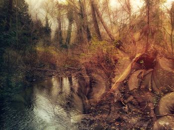 River in forest