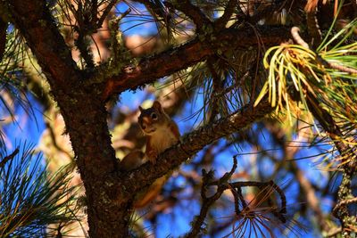 Low angle view of squirrel on tree