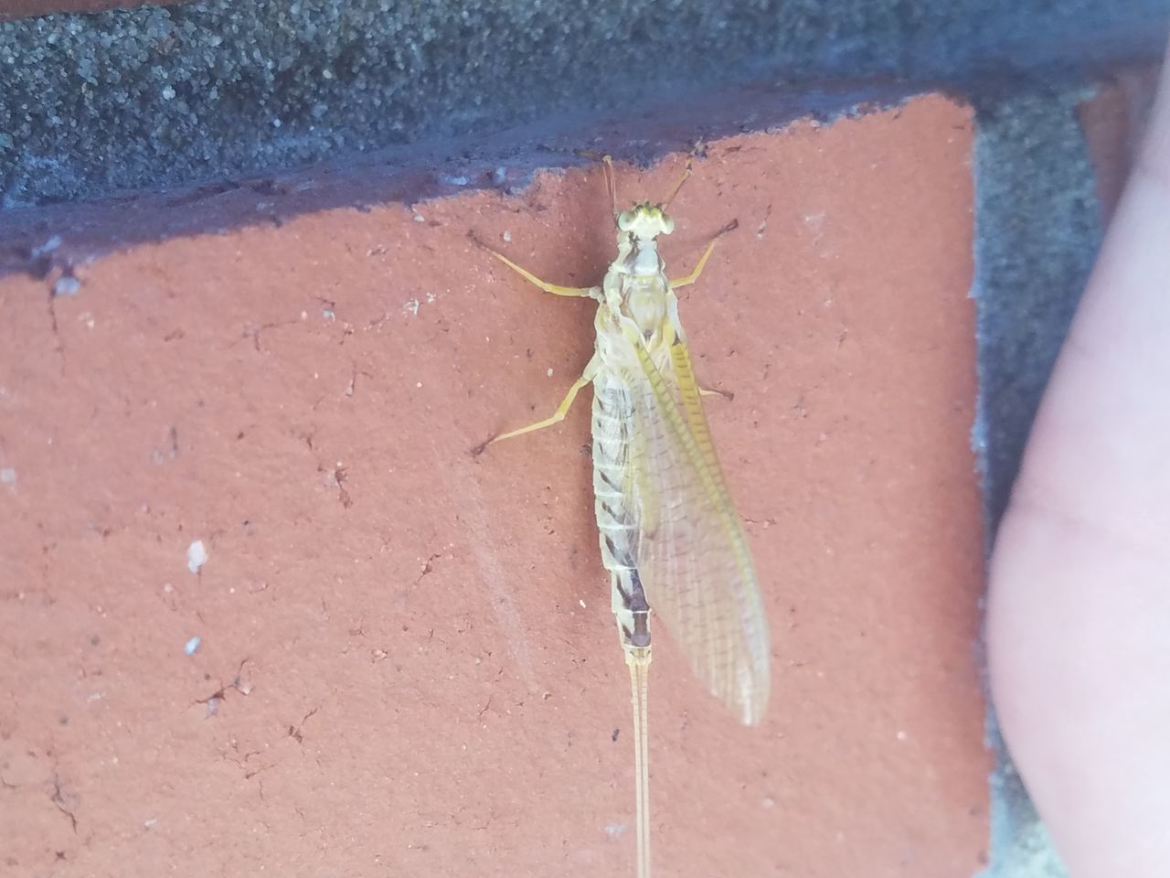 HIGH ANGLE VIEW OF CATERPILLAR ON WALL