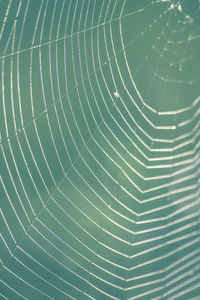 Full frame shot of spider web