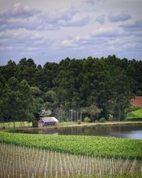 Scenic view of agricultural field against sky