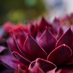 Close-up of red flower