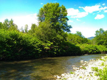 Scenic view of lake and trees against sky