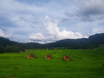 Scenic view of agricultural field against sky