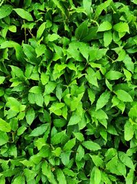 Full frame shot of leaves on field