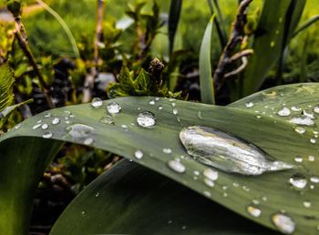 Close-up of wet plant leaves during rainy season