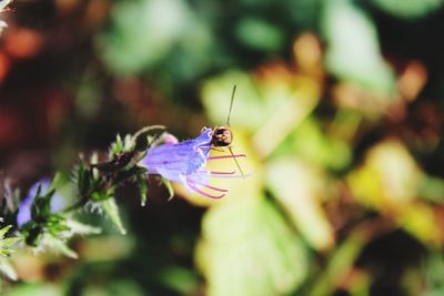 Close-up of butterfly pollinating on purple flower