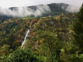 Scenic view of waterfall in forest