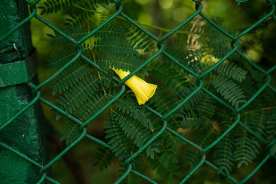 Close-up of green leaves on chainlink fence