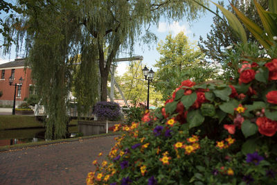 Plants and trees against sky