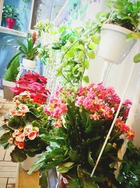 Close-up of flowers blooming outdoors