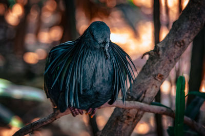 Close-up of bird perching on a tree
