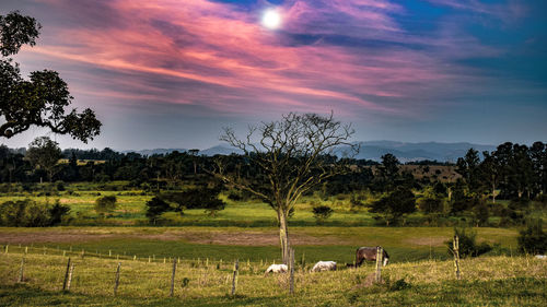 Cows grazing on grassy field against cloudy sky