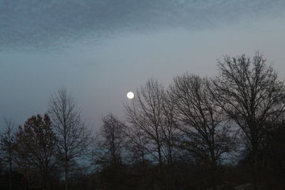 Low angle view of trees against sky at night