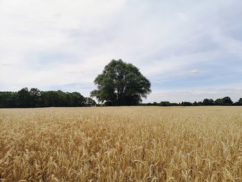 Scenic view of field against sky