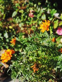 Close-up of yellow flowering plants