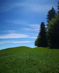 Scenic view of grassy field against sky