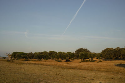 Scenic view of trees on field against sky