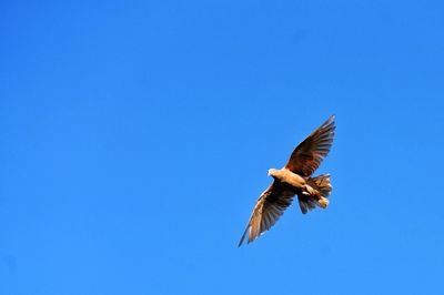 Low angle view of bird flying