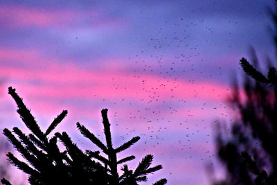 Low angle view of silhouette plant against sky at sunset