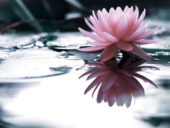 Close-up of pink flowering plant