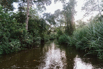 Scenic view of river amidst trees in forest
